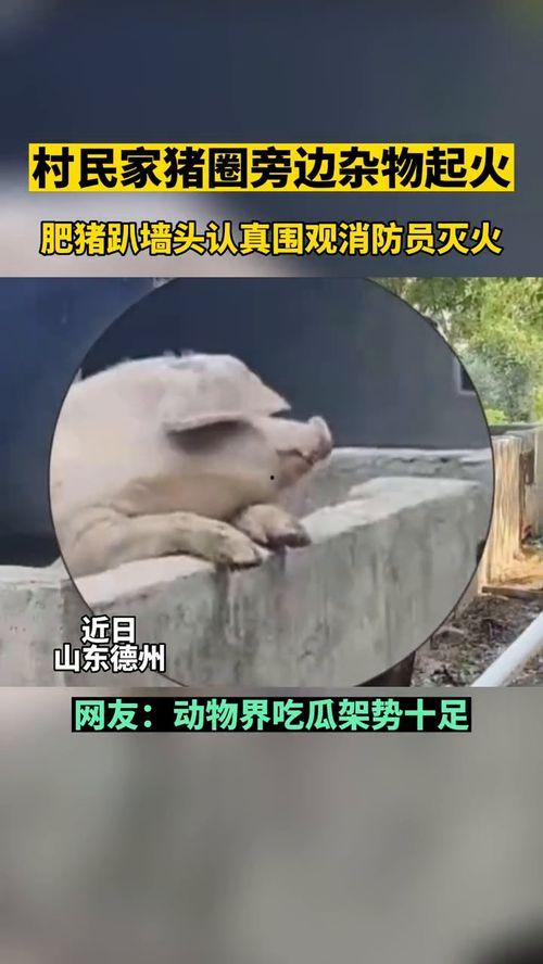 吃瓜群众指什么动物,揭秘猴子的社交智慧